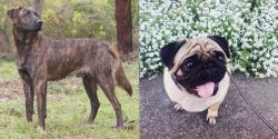 Treeing Tennessee Brindle vs Pug - Breed Comparison