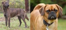 Treeing Tennessee Brindle vs Pugalier - Breed Comparison