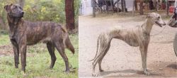 Treeing Tennessee Brindle vs Rampur Greyhound - Breed Comparison