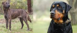 Treeing Tennessee Brindle vs Rottweiler - Breed Comparison