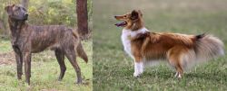 Treeing Tennessee Brindle vs Shetland Sheepdog - Breed Comparison