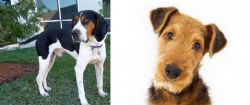 Treeing Walker Coonhound vs Airedale Terrier - Breed Comparison