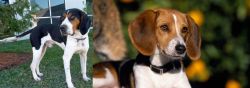 Treeing Walker Coonhound vs American Foxhound - Breed Comparison