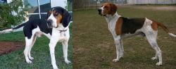 Treeing Walker Coonhound vs Anglo-Francais de Petite Venerie - Breed Comparison