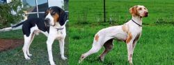 Treeing Walker Coonhound vs Ariege Pointer - Breed Comparison
