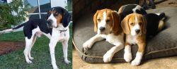 Treeing Walker Coonhound vs Beagle - Breed Comparison