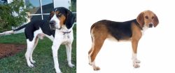 Treeing Walker Coonhound vs Beagle-Harrier - Breed Comparison
