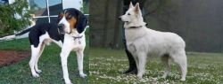 Treeing Walker Coonhound vs Berger Blanc Suisse - Breed Comparison