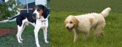 Treeing Walker Coonhound vs Briquet Griffon Vendeen - Breed Comparison