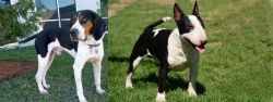 Treeing Walker Coonhound vs Bull Terrier Miniature - Breed Comparison
