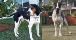 Treeing Walker Coonhound vs Bully Kutta - Breed Comparison