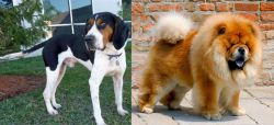 Treeing Walker Coonhound vs Chow Chow - Breed Comparison