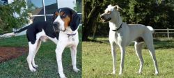 Treeing Walker Coonhound vs Cretan Hound - Breed Comparison