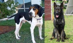Treeing Walker Coonhound vs East German Shepherd - Breed Comparison