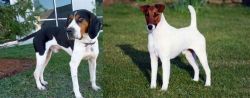 Treeing Walker Coonhound vs Fox Terrier (Smooth) - Breed Comparison