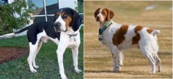 Treeing Walker Coonhound vs French Brittany - Breed Comparison