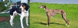 Treeing Walker Coonhound vs Galgo Espanol - Breed Comparison