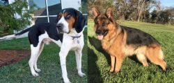 Treeing Walker Coonhound vs German Shepherd - Breed Comparison