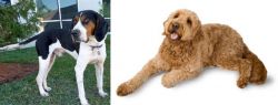 Treeing Walker Coonhound vs Golden Doodle - Breed Comparison