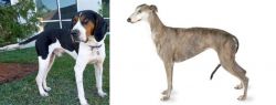Treeing Walker Coonhound vs Greyhound - Breed Comparison