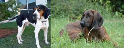 Treeing Walker Coonhound vs Hanover Hound - Breed Comparison