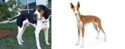 Treeing Walker Coonhound vs Ibizan Hound - Breed Comparison