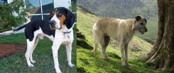 Treeing Walker Coonhound vs Lurcher - Breed Comparison