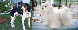 Treeing Walker Coonhound vs Maltese - Breed Comparison
