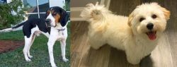 Treeing Walker Coonhound vs Maltipoo - Breed Comparison
