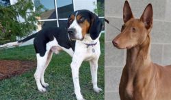 Treeing Walker Coonhound vs Pharaoh Hound - Breed Comparison