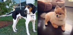 Treeing Walker Coonhound vs Pomeranian - Breed Comparison