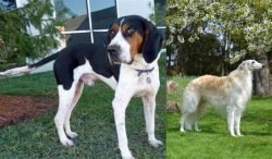Treeing Walker Coonhound vs Russian Hound - Breed Comparison