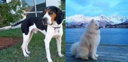 Treeing Walker Coonhound vs Samoyed - Breed Comparison