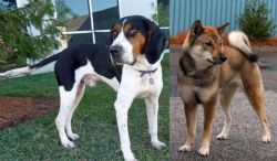 Treeing Walker Coonhound vs Shikoku - Breed Comparison