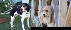 Treeing Walker Coonhound vs Smithfield - Breed Comparison