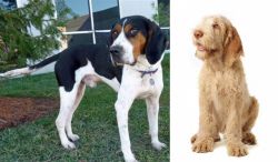 Treeing Walker Coonhound vs Spinone Italiano - Breed Comparison