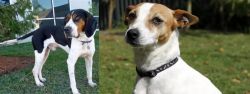 Treeing Walker Coonhound vs Tenterfield Terrier - Breed Comparison