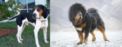 Treeing Walker Coonhound vs Tibetan Mastiff - Breed Comparison