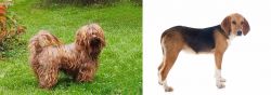Tsvetnaya Bolonka vs Beagle-Harrier - Breed Comparison
