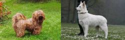 Tsvetnaya Bolonka vs Berger Blanc Suisse - Breed Comparison