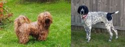 Tsvetnaya Bolonka vs Braque d'Auvergne - Breed Comparison