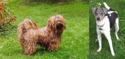 Tsvetnaya Bolonka vs Brazilian Terrier - Breed Comparison