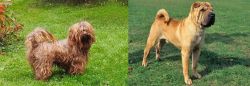 Tsvetnaya Bolonka vs Chinese Shar Pei - Breed Comparison