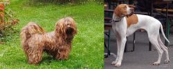 Tsvetnaya Bolonka vs English Pointer - Breed Comparison
