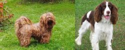 Tsvetnaya Bolonka vs English Springer Spaniel - Breed Comparison