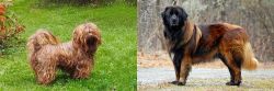 Tsvetnaya Bolonka vs Estrela Mountain Dog - Breed Comparison