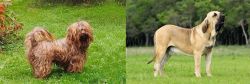 Tsvetnaya Bolonka vs Fila Brasileiro - Breed Comparison