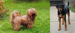 Tsvetnaya Bolonka vs Hungarian Hound - Breed Comparison