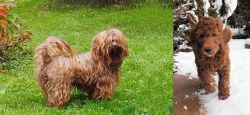 Tsvetnaya Bolonka vs Irish Doodles - Breed Comparison