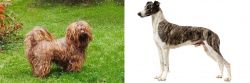 Tsvetnaya Bolonka vs Magyar Agar - Breed Comparison